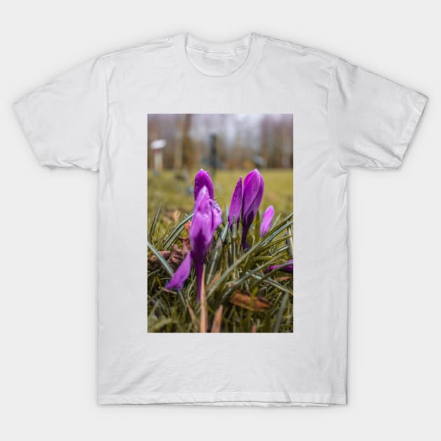 Beautiful Purple flowers on a rainy autumn day T-Shirt by chiaravisuals